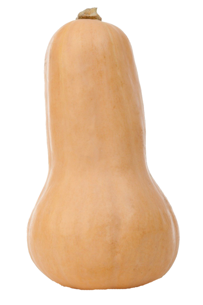 Courge Butternut