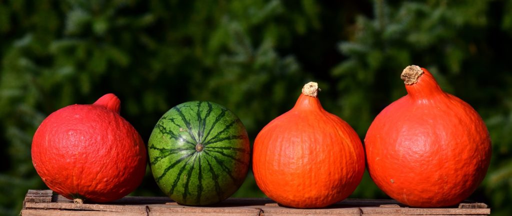 Passions By Cath Conservez vos graines de courges ! Les 4 atouts de leur consommation. pumpkin 2691393 1920