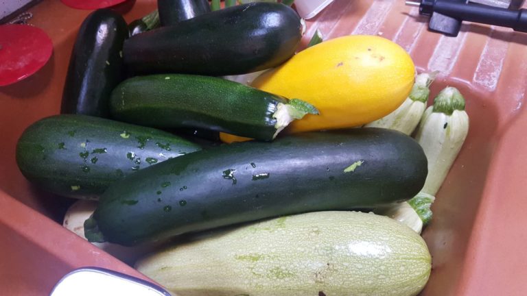 Courgettes - jouer sur les Couleurs
