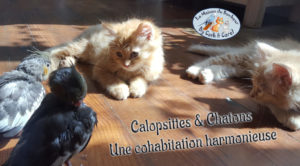 Calopsittes & Chatons Cohabitation ENTETE