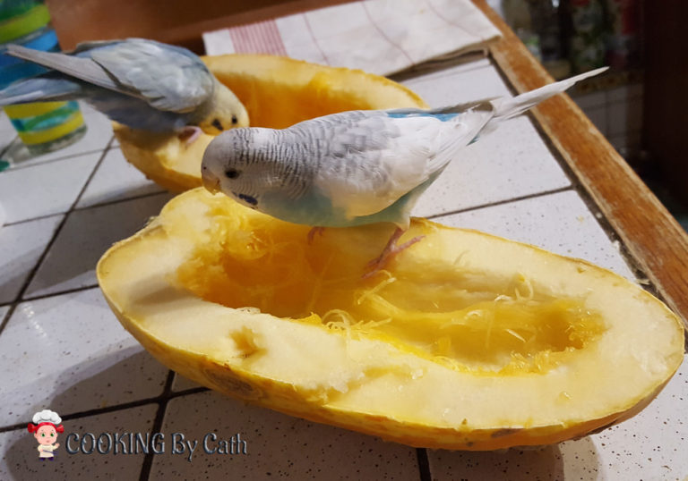 Courge Spaghetti - Perruche & calopsitte se régalent