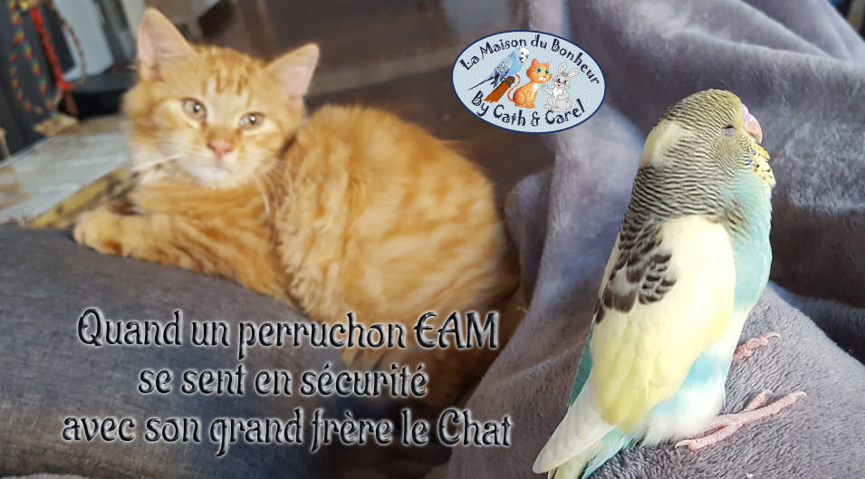 Perruches EAM & Chatons ENTETE