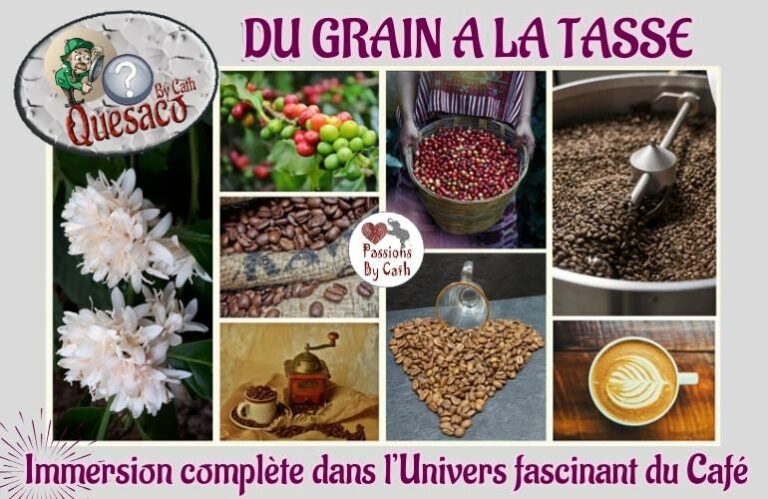 01 - Du Grain à la tasse : Immersion complète dans l'univers fascinant du café - Introduction