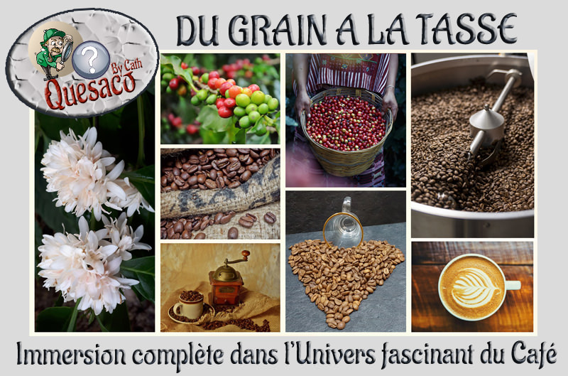 01 - Du Grain à la tasse : Immersion complète dans l'univers fascinant du café - Introduction