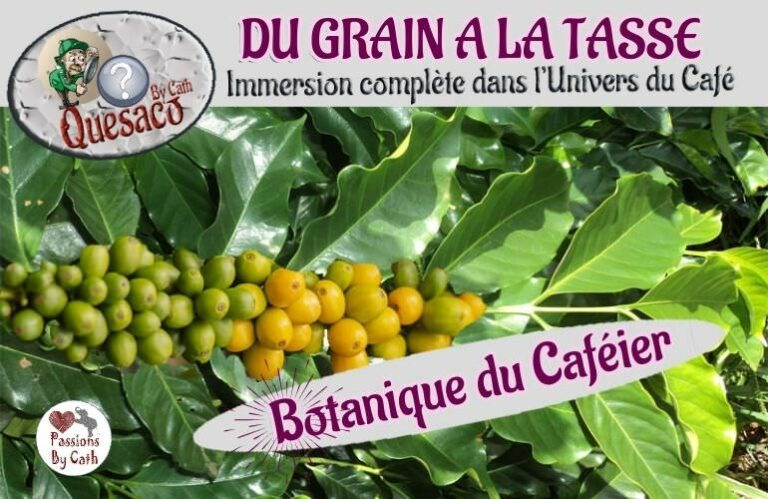 04 - Du Grain à la tasse : Immersion complète dans l'univers fascinant du café - Botanique du caféier