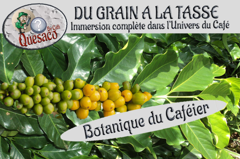 04 - Du Grain à la tasse : Immersion complète dans l'univers fascinant du café - Botanique du caféier
