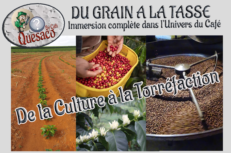 05 - Du Grain à la tasse : Immersion complète dans l'univers fascinant du café - Production du café, de la culture à la torréfaction