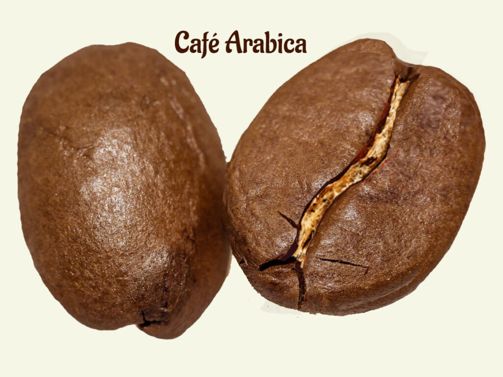Passions By Cath Comment choisir sa machine à café avec broyeur intégré ? CAFE ARABICA sillon S